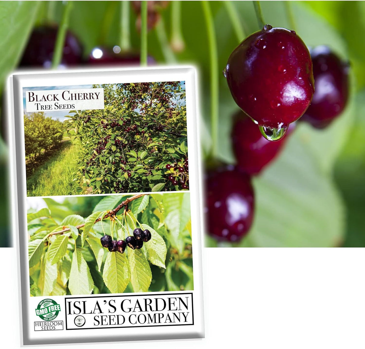 Black Cherry Fruit Tree Seeds, 25+ Seeds Per Packet, Non GMO Heirloom Seeds E739642
