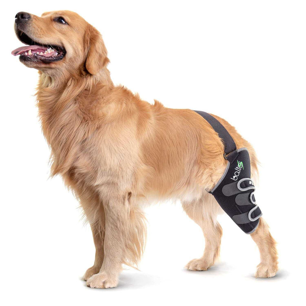 Knee Support for Dogs N875