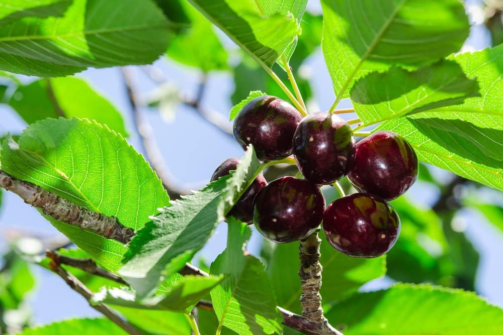 Black Cherry Fruit Tree Seeds, 25+ Seeds Per Packet, Non GMO Heirloom Seeds E739642