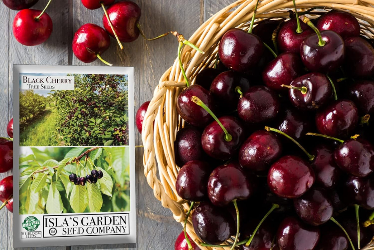 Black Cherry Fruit Tree Seeds, 25+ Seeds Per Packet, Non GMO Heirloom Seeds E739642