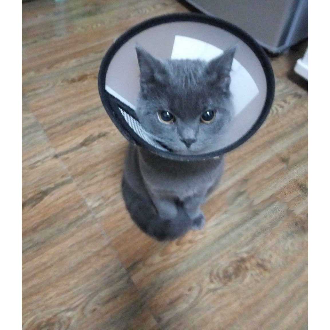 Adjustable Recovery Pet Cone E-Collar M380790