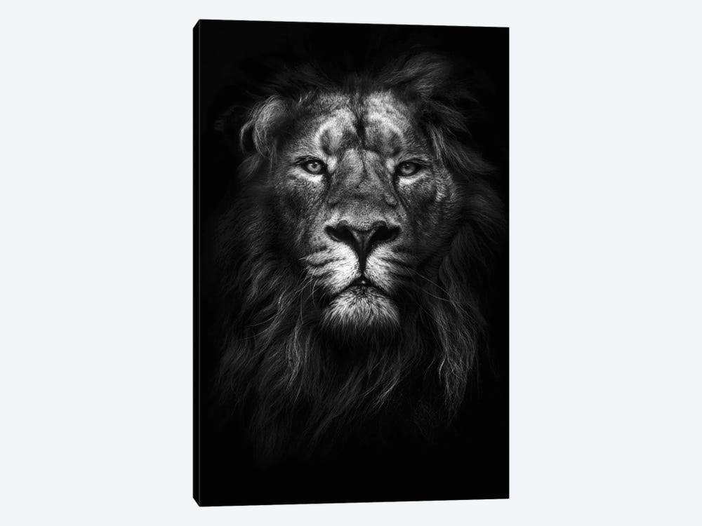 Canvas Wall Decor Prints - Lions Art U47705