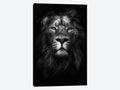 Canvas Wall Decor Prints - Lions Art U47705