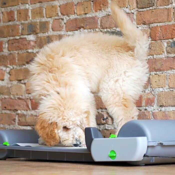 Automatic Self-Cleaning Indoor Puppy Potty Pad A500