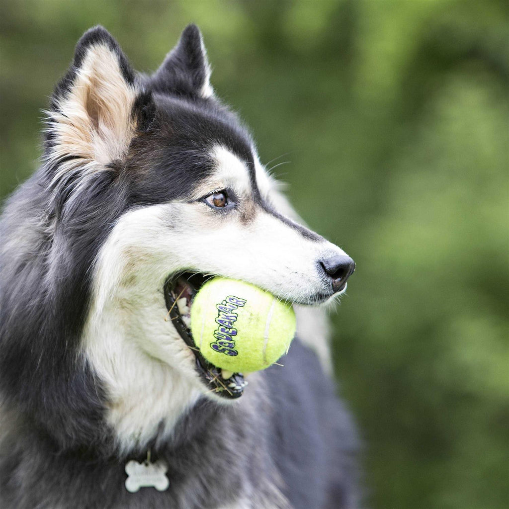 Pet Supplies D51454