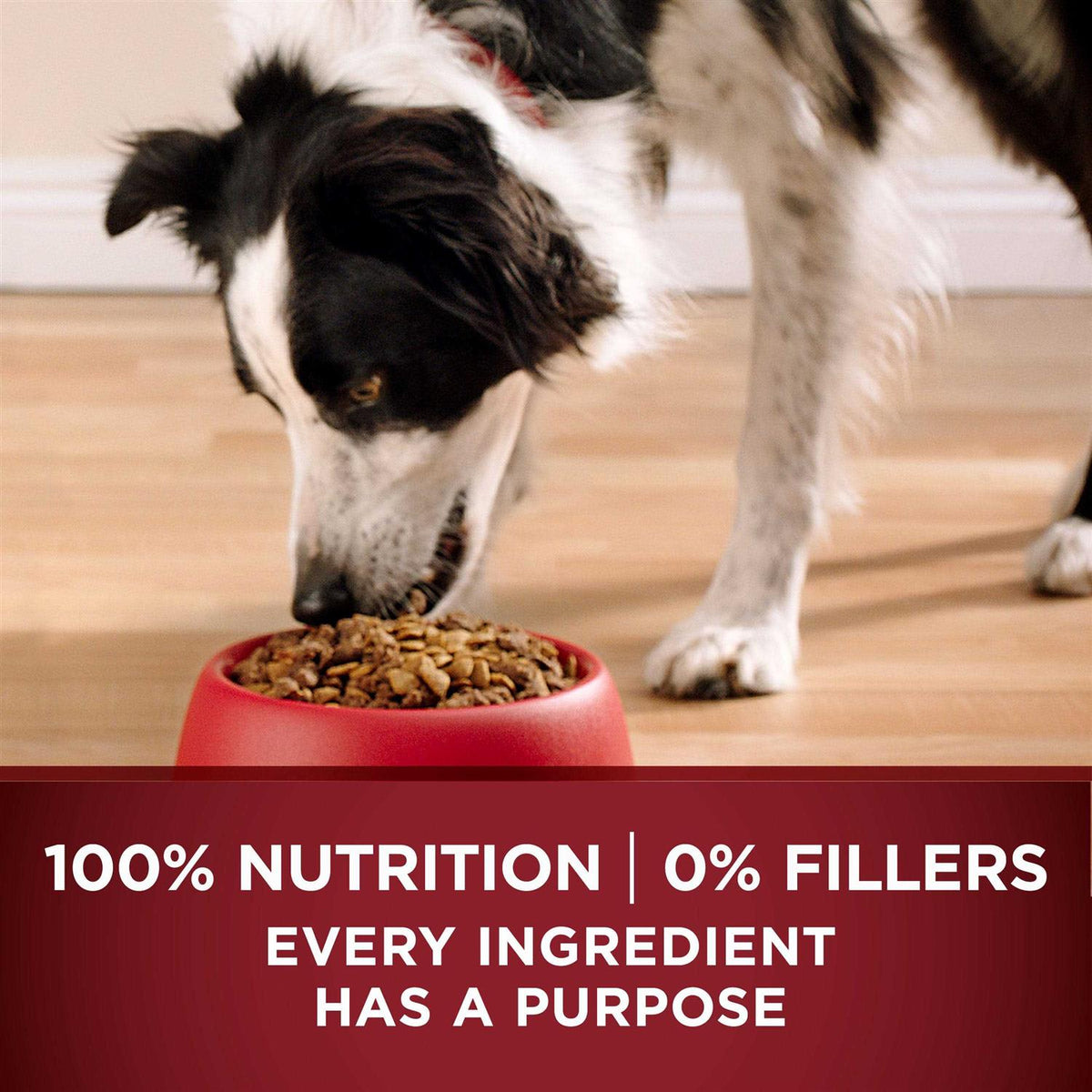Real Turkey & Venison Dry Dog Food Y227864