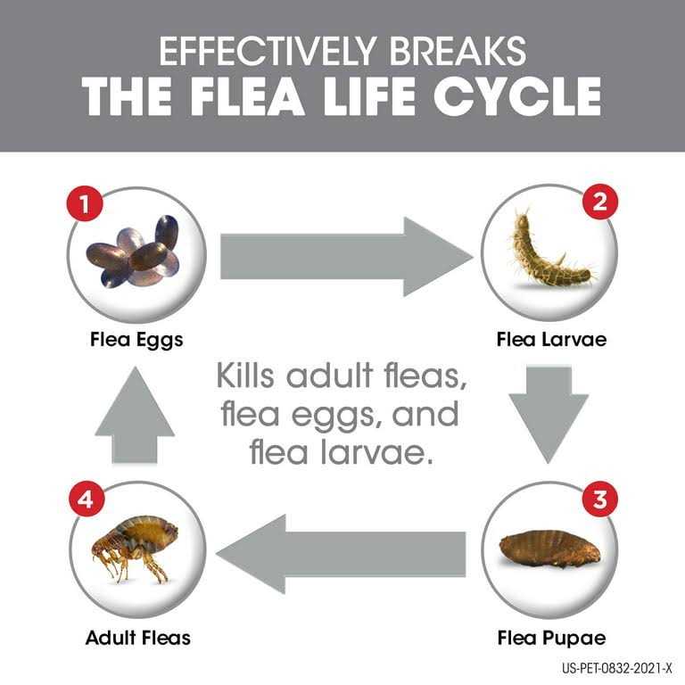 Flea Tick Dogs Z8439
