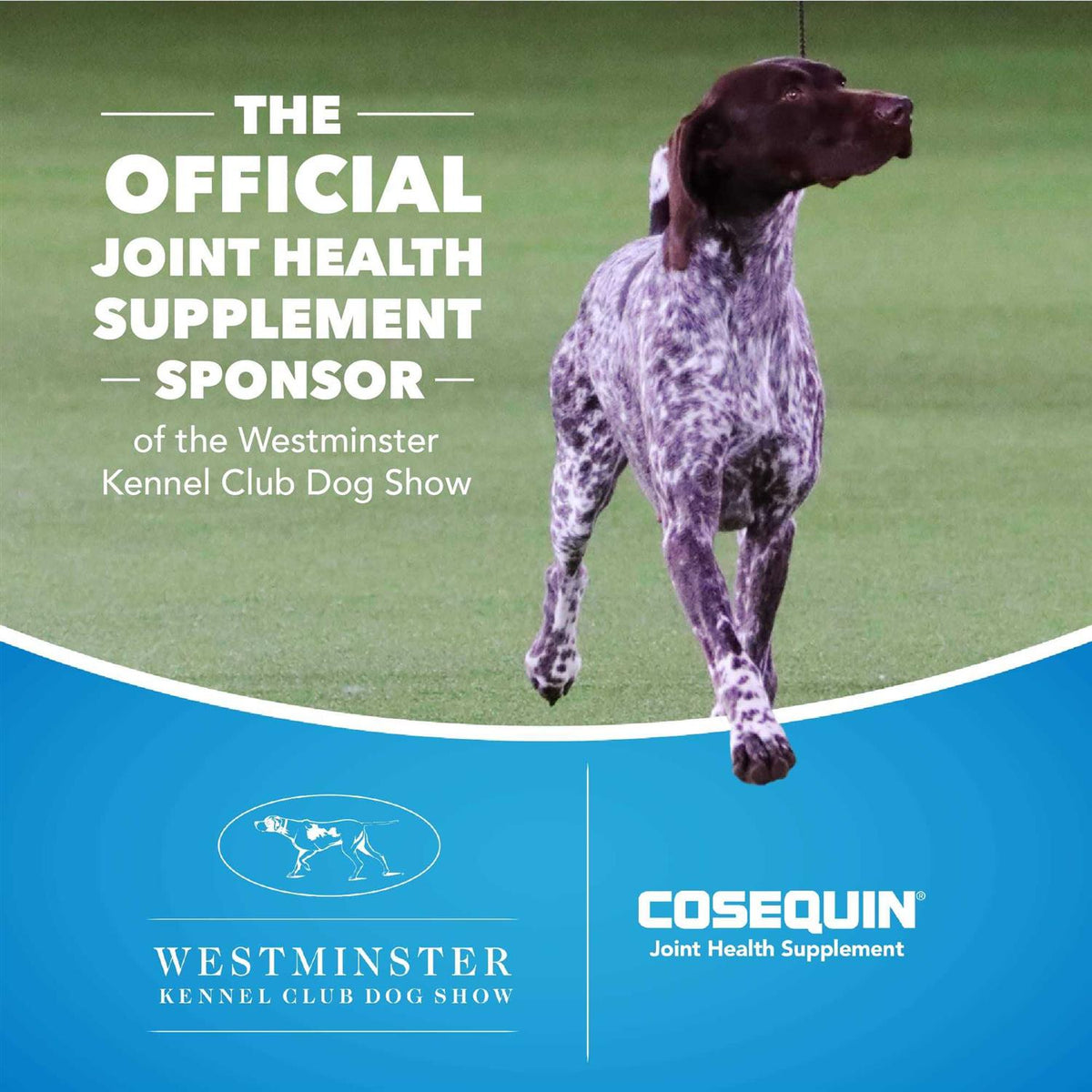 Maximum Strength Soft Chews with MSM Plus Omega-3s for Dogs H788298
