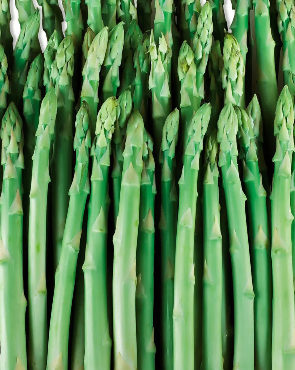 10 root divisions Asparagus Crowns J6748
