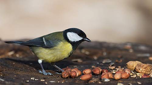 Shelled Peanuts 45LB Bag A8860