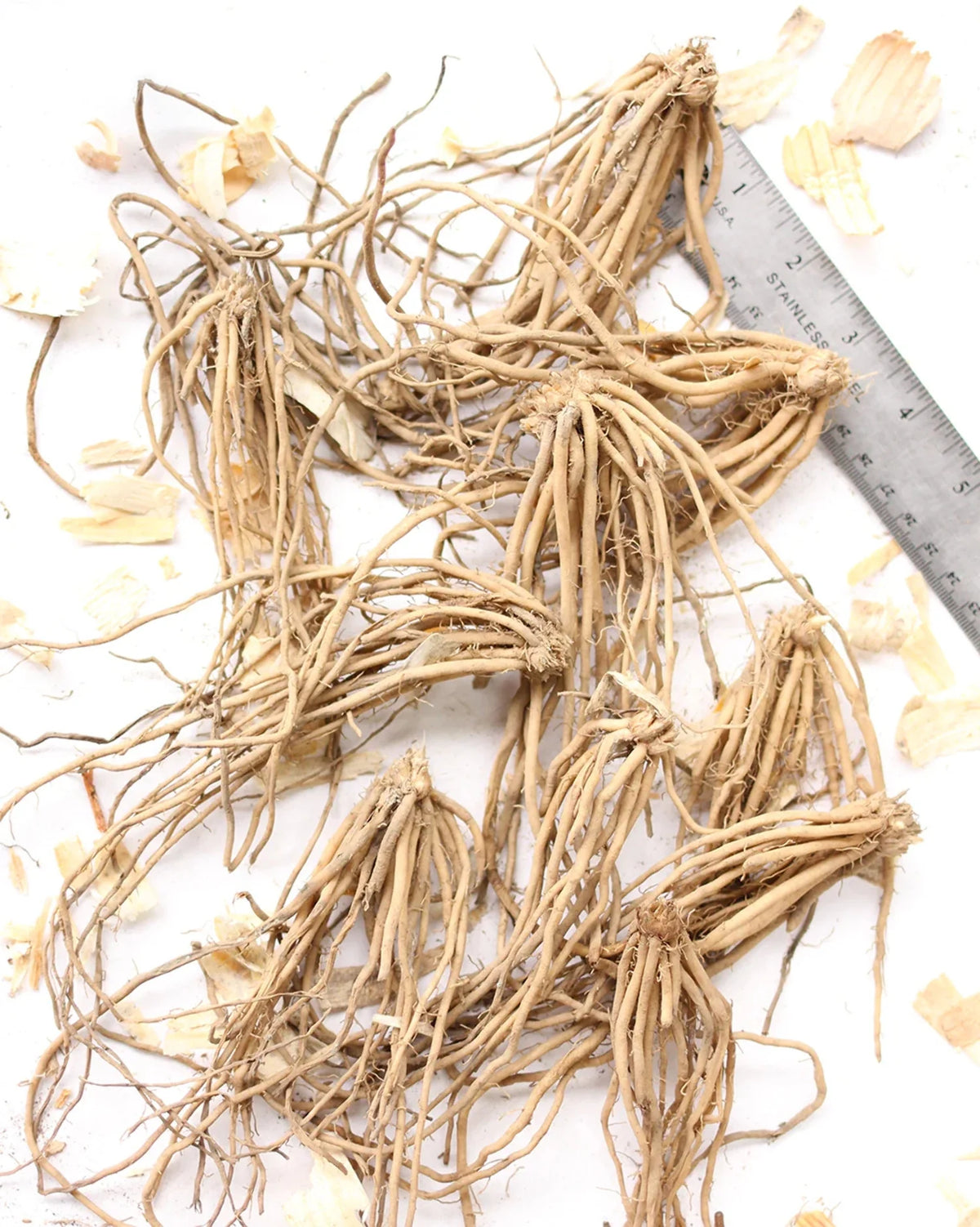 10 root divisions Asparagus Crowns J6748