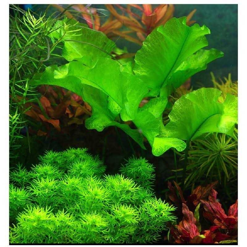 2 LB Freshwater Planted Aquarium Substrate A757055
