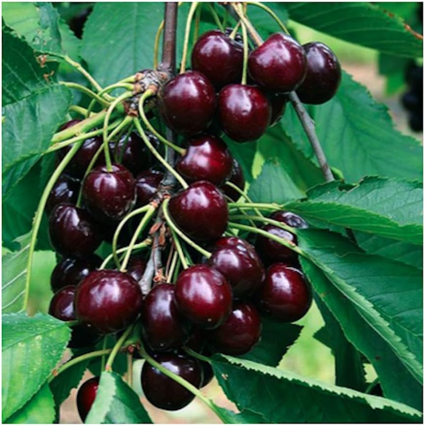 Black Cherry Fruit Tree Seeds, 25+ Seeds Per Packet, Non GMO Heirloom Seeds E739642