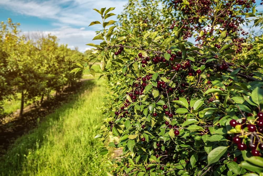 Black Cherry Fruit Tree Seeds, 25+ Seeds Per Packet, Non GMO Heirloom Seeds E739642