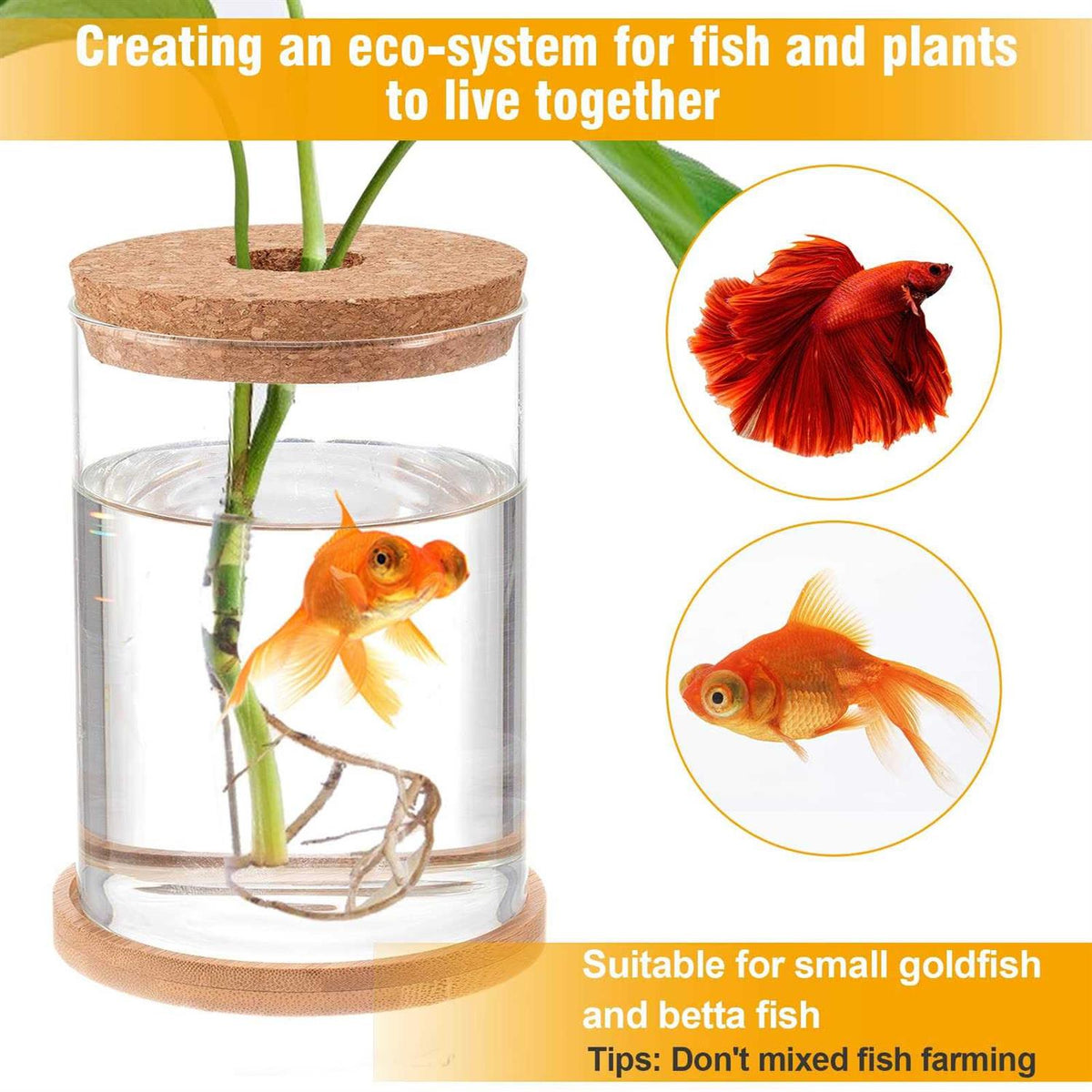 Clear Glass Betta Fish Tank Y93190