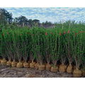 California Privet E7510