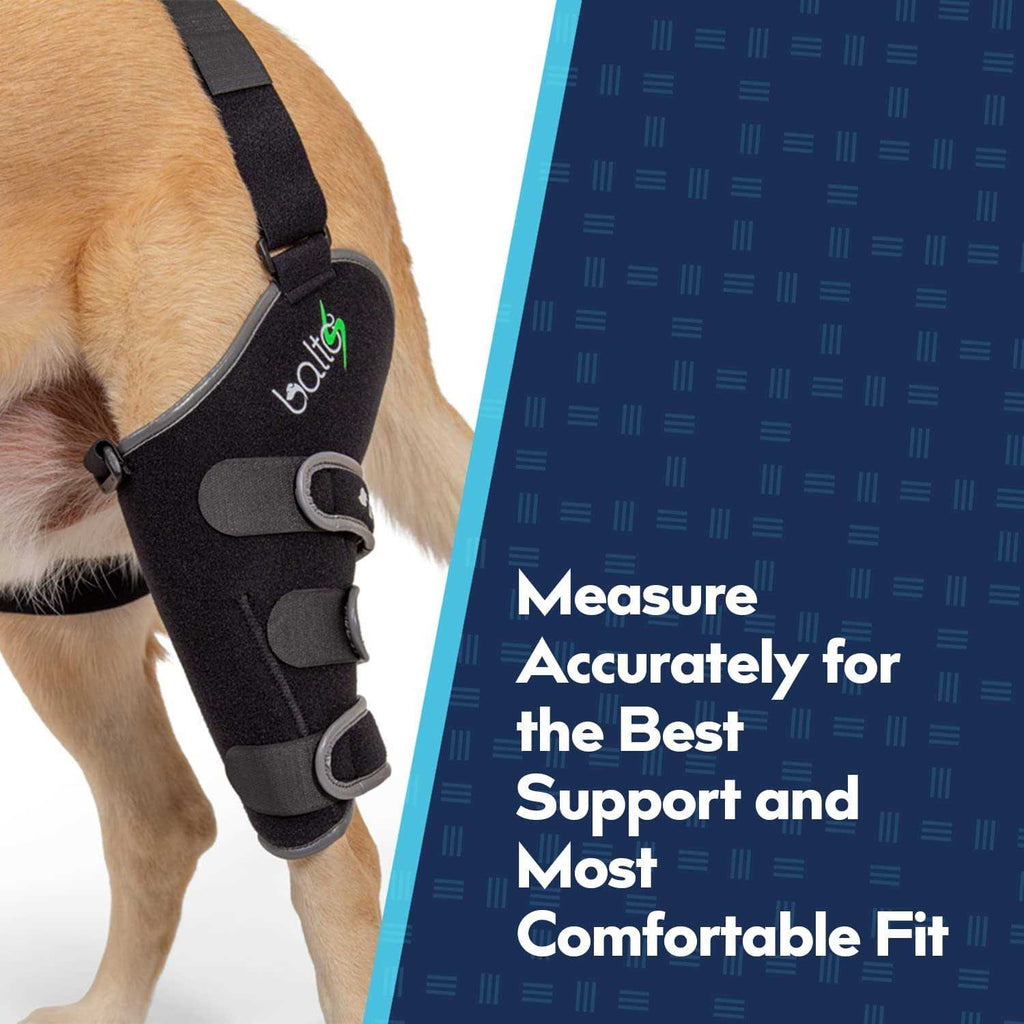 Knee Support for Dogs N875