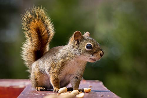 Shelled Peanuts 45LB Bag A8860