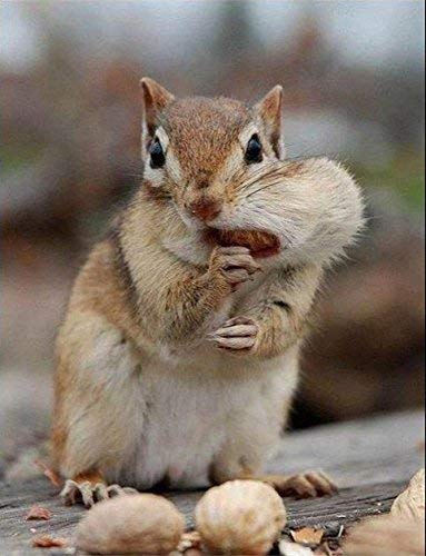Shelled Peanuts 45LB Bag A8860