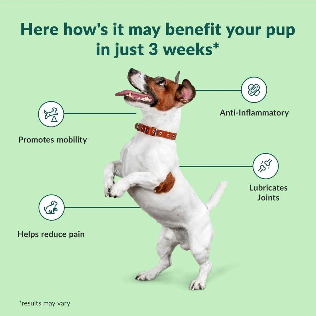 Chewable Dog Hip and Joint Supplement T57405