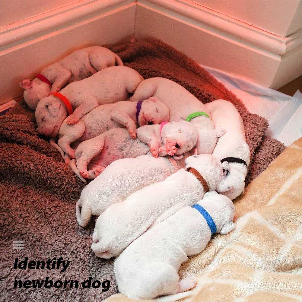 Puppy ID Collars 15 Colors Double-Sided Soft Adjustable K997