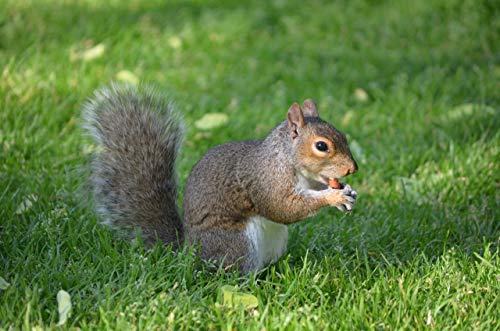 Shelled Peanuts 45LB Bag A8860