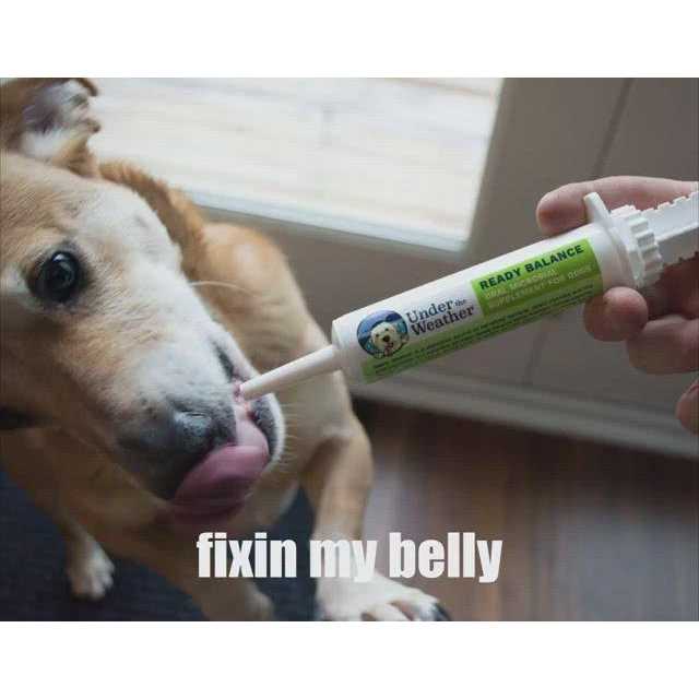 Ready Balance for Dogs X137