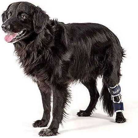 Knee Support for Dogs N875